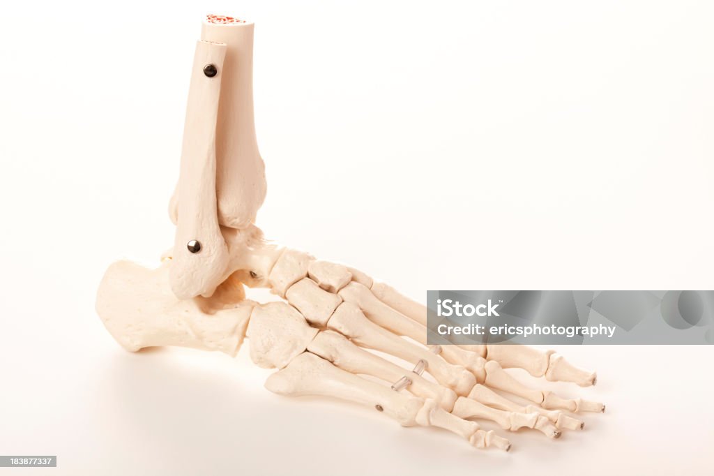 Pied humain de skeleton - Photo de Anatomie libre de droits