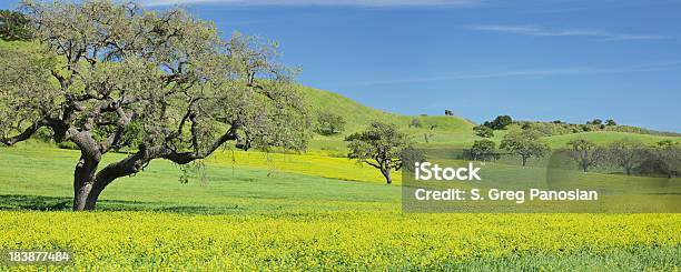 California Primavera - Fotografie stock e altre immagini di California - California, Quercia, Albero