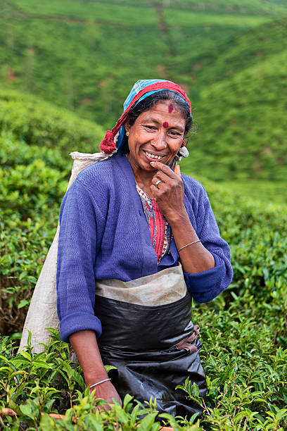 istock Tamil tea pickers collecting leaves, Sri Lanka 183877517