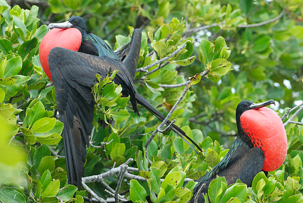 two frigate birds perched in mangrove tree stock photo