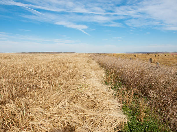 Trigo campo em dia de sol - foto de acervo