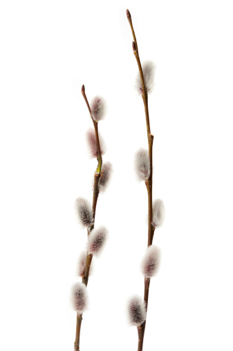 Twigs of willow with catkins on a white background.
