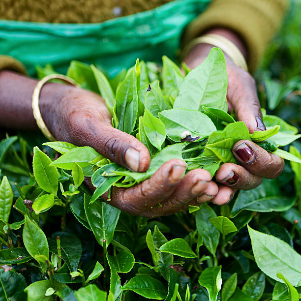 istock Tamil tea pickers, Sri Lanka 183878117
