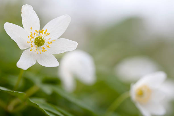 ヤブイチゲ（anemone nemorosa ) - yellow wood anemone ストックフォトと画像