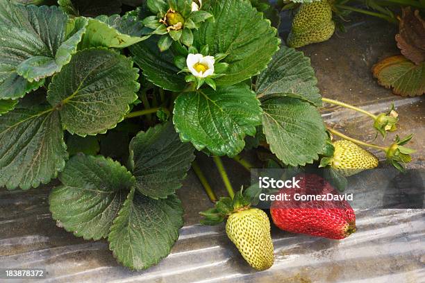 Closeup Of 숙화 Strawberies 굴절률은 바인 0명에 대한 스톡 사진 및 기타 이미지 - 0명, 개체 그룹, 건강한 식생활