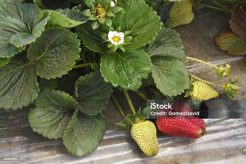 Close-up de maturação Strawberies na vinha - Foto de stock de Agricultura royalty-free