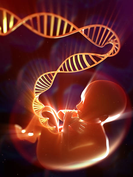 fetus 、dna へその緒 - dna helix helix model evolution ストックフォトと画像