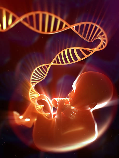 Fetus with DNA umbilical cord Fetus with DNA umbilical cord fetus stock pictures, royalty-free photos & images