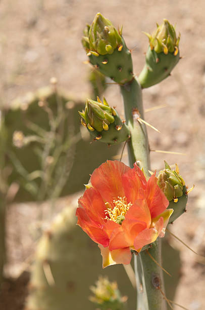 Salmon Colored Prickly Pear Bloom and Buds Closeup of a single peach or salmon colored prickly pear cactus sonoran desert cactus prickly pear cactus single flower stock pictures, royalty-free photos & images