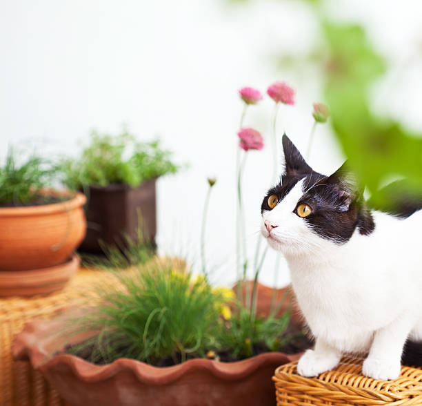 istock Cute cat outdoors 183878525