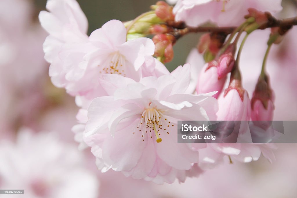 Cherry Blossom Beautiful cherry blossom in spring. Beauty In Nature Stock Photo