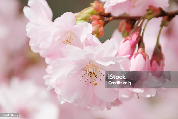 Cherry Blossom Stock Photo - Download Image Now - Beauty In Nature, Blossom, Cherry Blossom