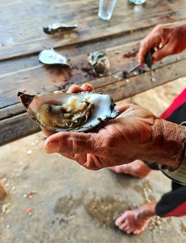 Fresh Oyster collected from the estuary of Curimataú river, Barra do Cunhaú, Rio Grande do Norte.
