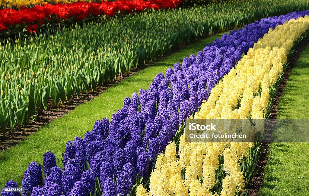 Garten im Frühling - Lizenzfrei Hyazinthen Stock-Foto