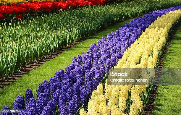 Garten Im Frühling Stockfoto und mehr Bilder von Hyazinthen - Hyazinthen, Rot, Baum