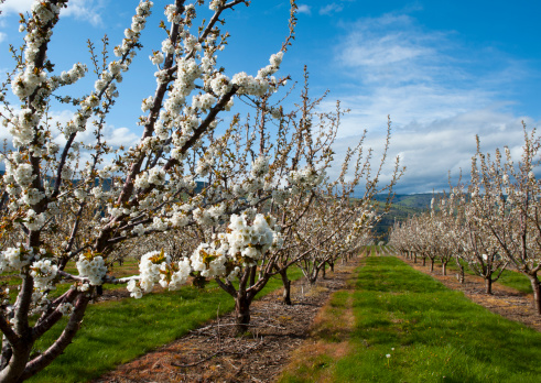 Gorgeous Cherry Blossoms in the orchard.