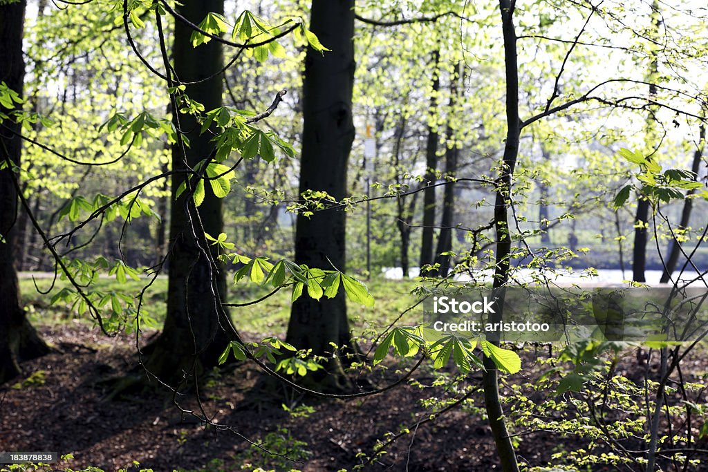 Primavera foglie nella foresta - Foto stock royalty-free di Albero