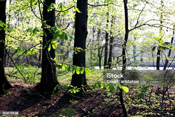Primavera Foglie Nella Foresta - Fotografie stock e altre immagini di Albero - Albero, Area selvatica, Bosco