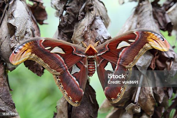 Attacus Mariposa Nocturna Atlas Foto de stock y más banco de imágenes de Grande - Grande, Mariposa - Lepidópteros, Agricultura