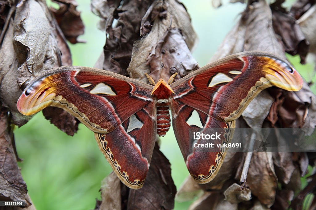 Attacus Atlas Moth - Zbiór zdjęć royalty-free (Motyl)