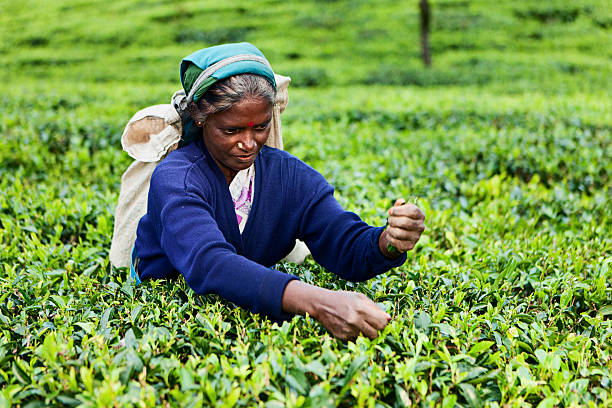 istock Tamil tea pickers, Sri Lanka 183878937