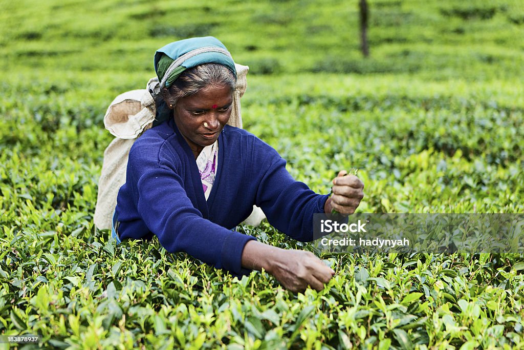 Tamil Chá pickers, Sri Lanka - Royalty-free Adulto Foto de stock
