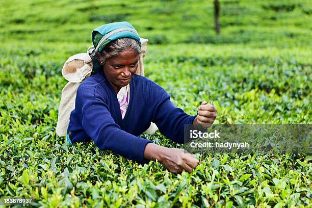 Tamil Chá Pickers Sri Lanka - Fotografias de stock e mais imagens de Adulto - Adulto, Agricultura, Ajardinado