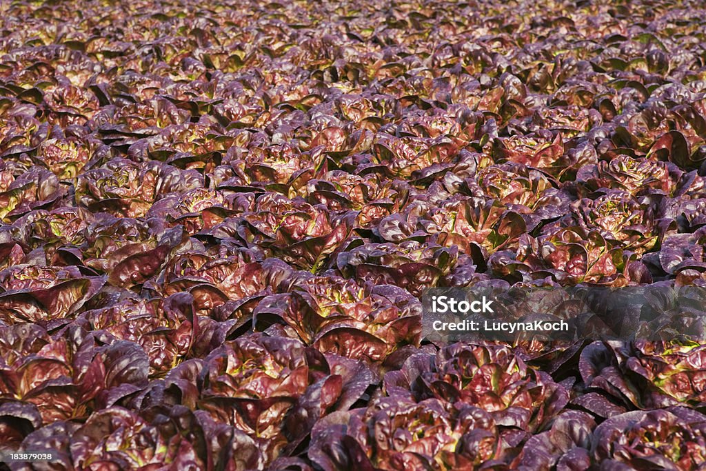 Frischer Salat - Lizenzfrei Bunt - Farbton Stock-Foto