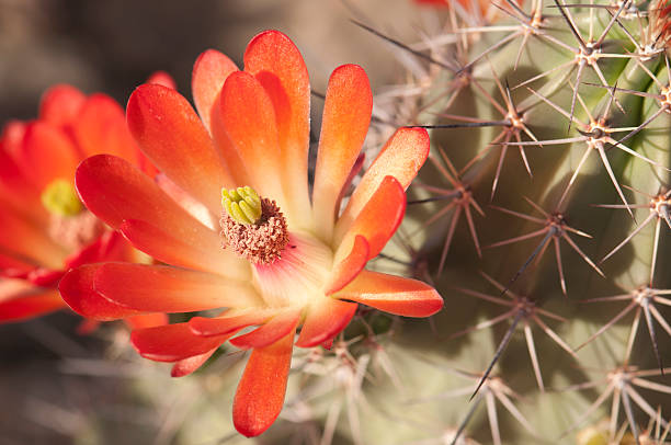 wunderschöne igelsäulenkaktus blüten - sonoran desert cactus flower head southwest usa stock-fotos und bilder