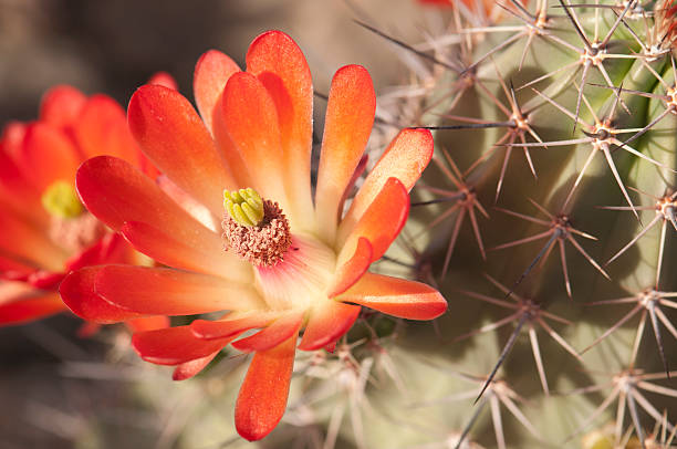 아름다운 고슴도치선인장 잎과 - cactus hedgehog cactus flower desert 뉴스 사진 이미지