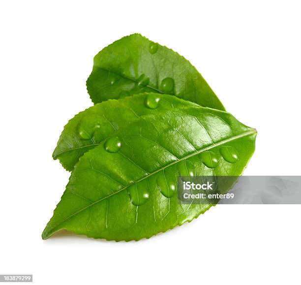 Three Green Leaves With Water Droplets Stock Photo - Download Image Now - Leaf, Dried Tea Leaves, Green Tea