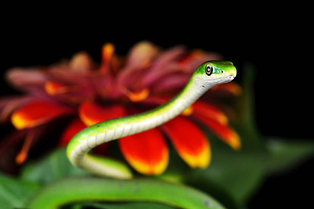 istock Rough Green Snake Peeking out from the Zinnia 183879305
