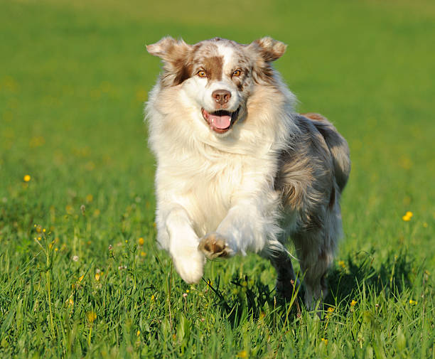 istock Australian Shepherd playing outside in the evening sun 183879309