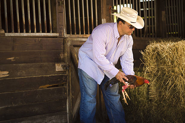 istock farmer holding a fighting rooster 183879375