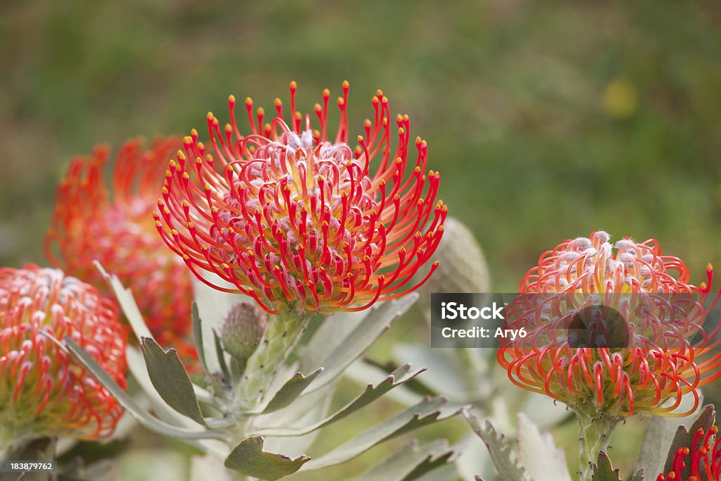 Leucospermum cordifolium Bellezza naturale - Foto stock royalty-free di Scabiosa caucasica