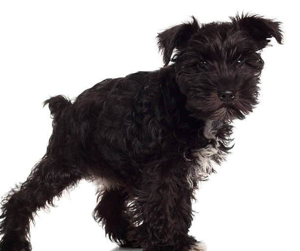 istock Cute schnauzer puppy 183879784