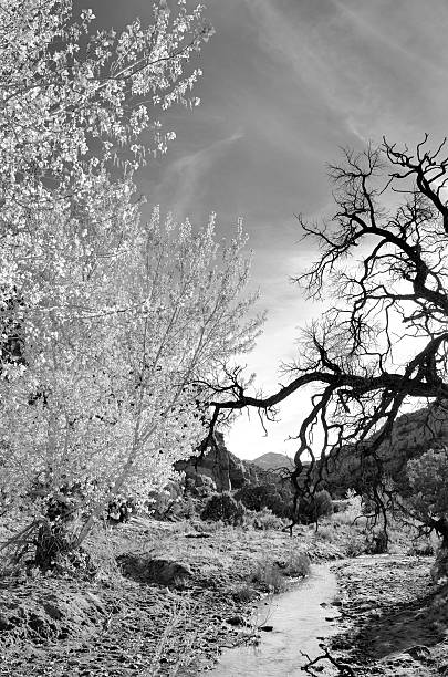 istock Sandy Wash in Desert Southwest with Stream Flowing 183879804