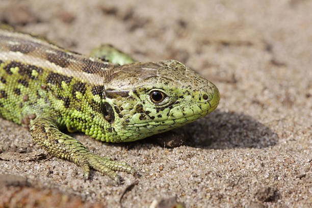 istock Close-up of a sand lizard 183879822