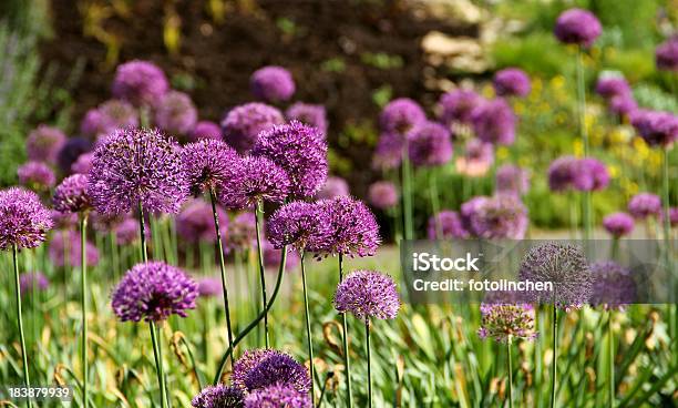 Allium Blumen Lila Stockfoto und mehr Bilder von Blume - Blume, Blumenbeet, Blüte