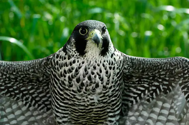 Photo of Close-up of Captive Peregrine Falcon