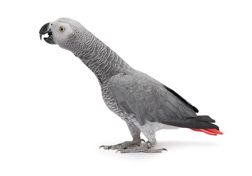 African Grey Parrot streching his flexible neck to reach to a high object (not visible)