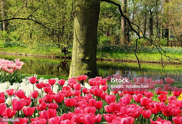 Tulpegarten Stockfoto und mehr Bilder von Baum - Baum, Blume, Blumenbeet