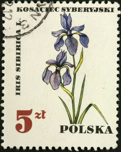 istock wild purple iris on a Polish postage stamp 183880253