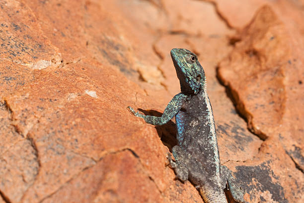 istock Southern rock agama in South Africa 183880345