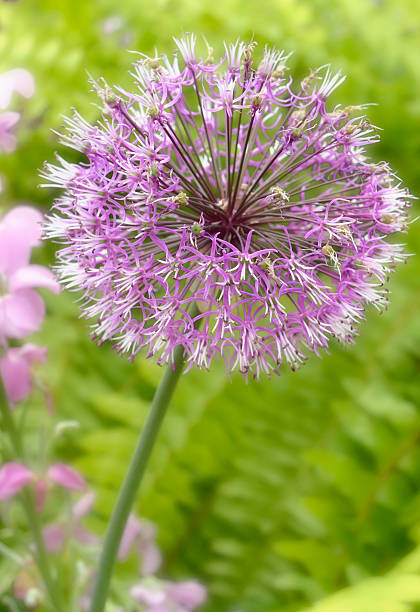 istock Purple Allium Flower head 183880667