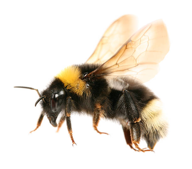 abelha voando - bee macro insect close up - fotografias e filmes do acervo