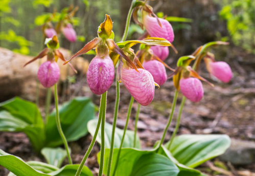 A rare wild orchid blooming in late April and May in the Smoky Mountains