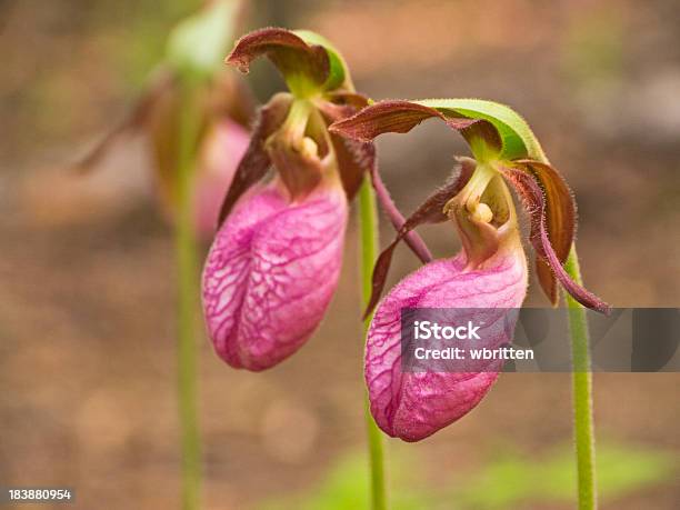 Smoky Mountains Wildflower Pink Ladys Slipper Cypripedium Acaule Stockfoto und mehr Bilder von Stengelloser Frauenschuh