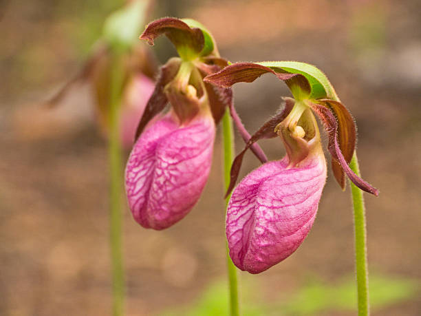 istock Smoky Mountains Wildflower Pink Lady's Slipper (Cypripedium acaule) 183880954