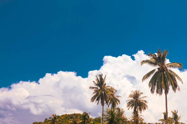 istock Sunlight illuminates coconut palm trees against a blue sky. 1838810044